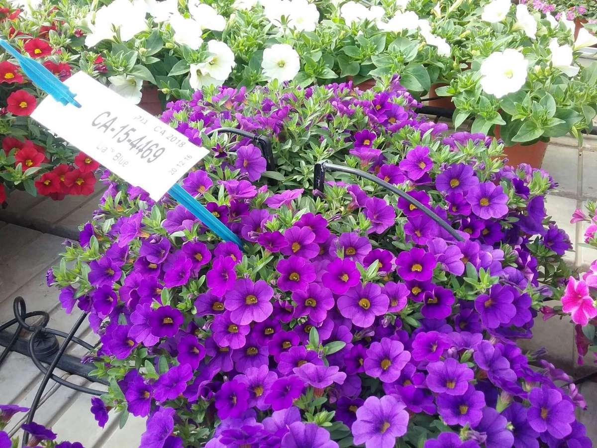 Calibrachoa Lia Blue - View 10 from www redcrocus com