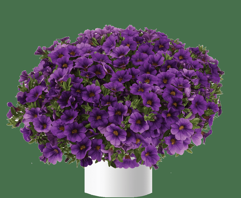 Calibrachoa Lia Blue - View 12 from www redcrocus com