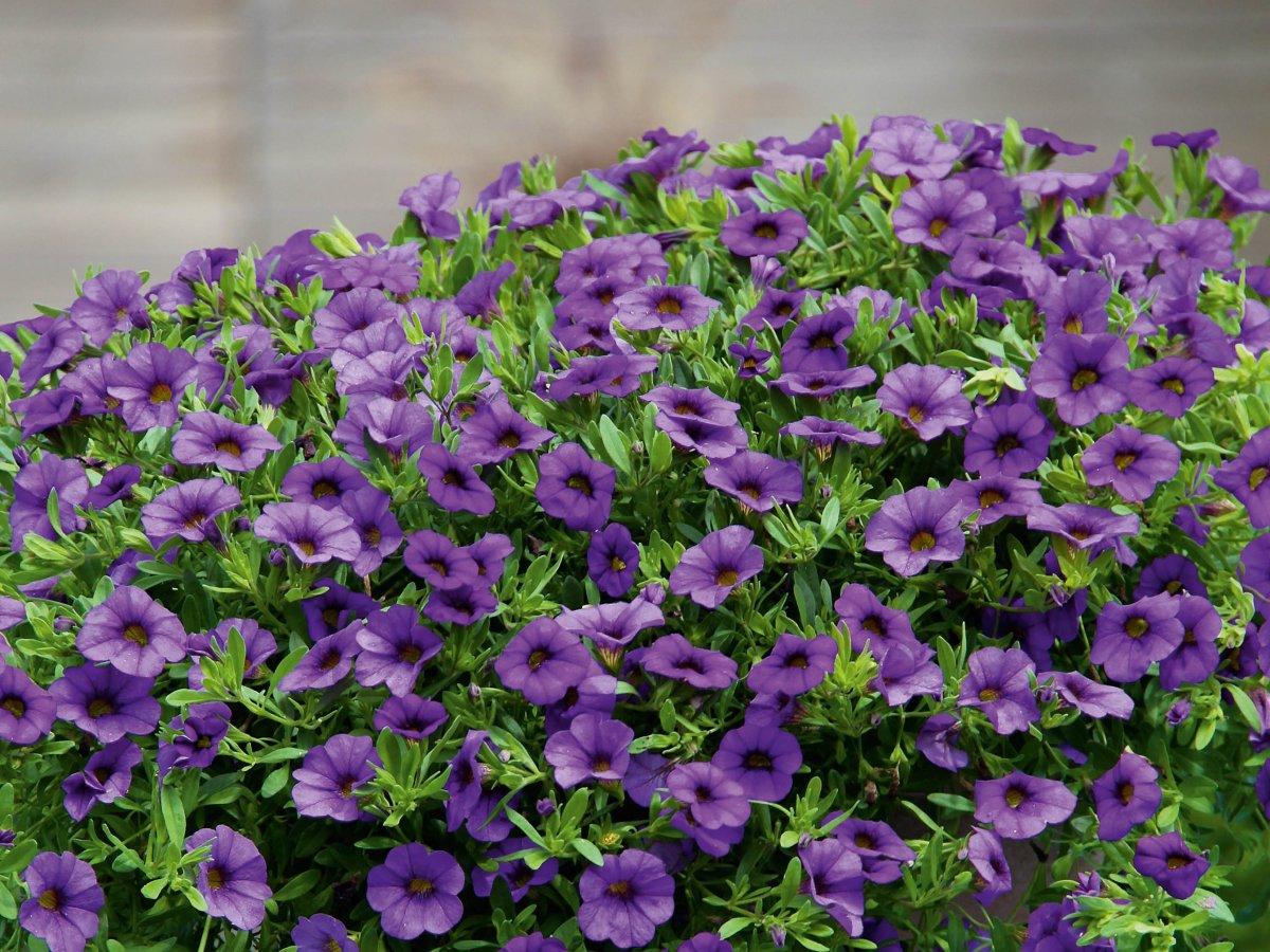 Calibrachoa Lia Blue - View 13 from www redcrocus com