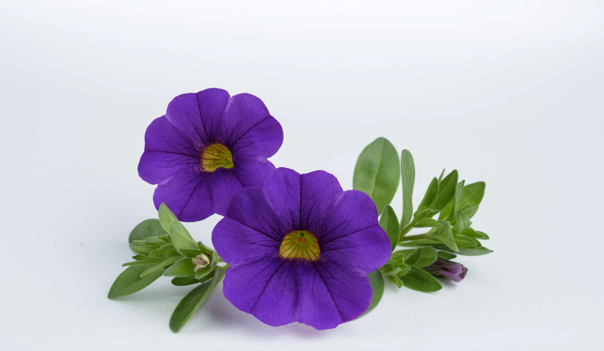 Calibrachoa Lia Blue - View 2 from www redcrocus com