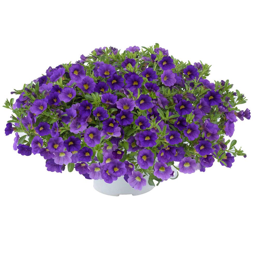 Calibrachoa Lia Blue - View 3 from www redcrocus com