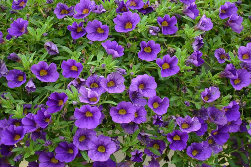 Calibrachoa Lia Blue - View 5 from www redcrocus com