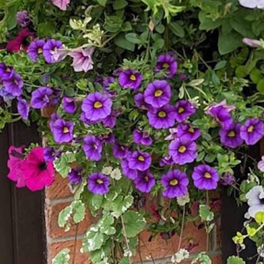 Calibrachoa Lia Blue - View 7 from www redcrocus com