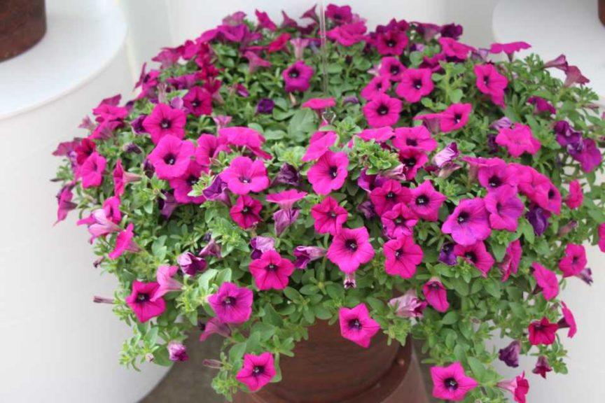 Petunia Dekko Purple - View 11 from www redcrocus com