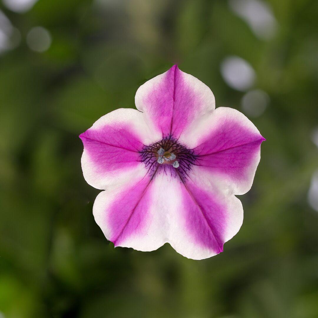 Petunia Dekko Purple - View 12 from www redcrocus com