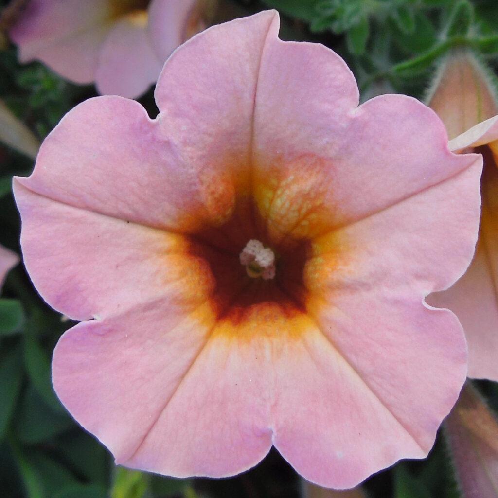 Petunia Dekko Purple - View 14 from www redcrocus com