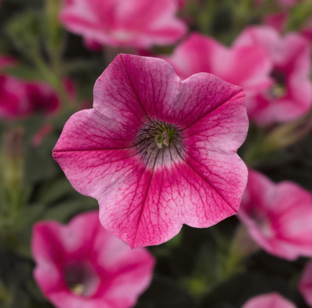Petunia Dekko Purple - View 15 from www redcrocus com