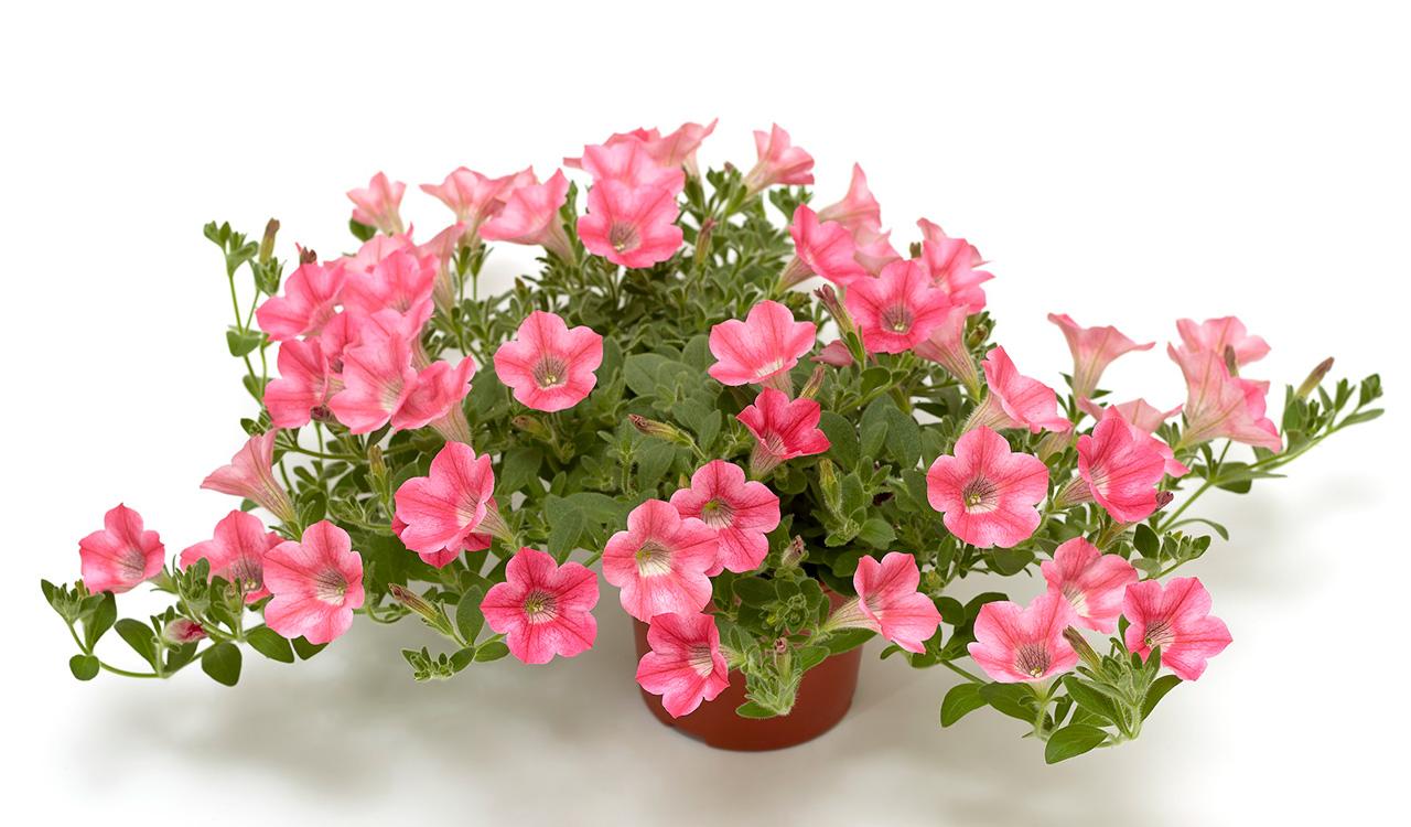 Petunia Dekko Purple - View 16 from www redcrocus com