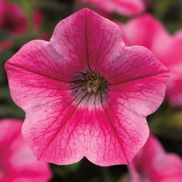 Petunia Dekko Purple - View 17 from www redcrocus com