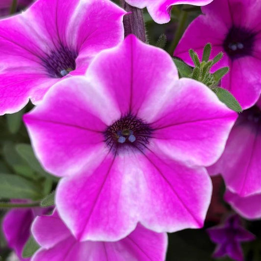 Petunia Dekko Purple - View 1 from www redcrocus com