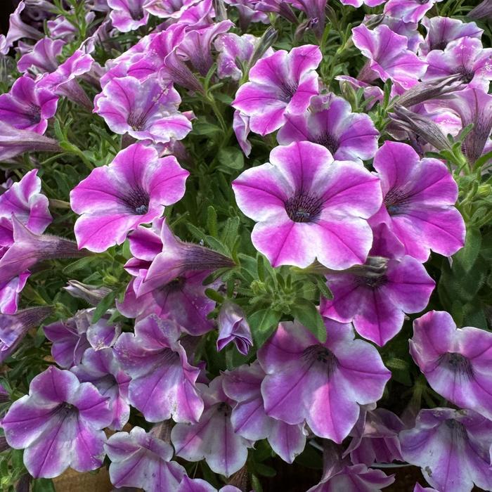 Petunia Dekko Purple - View 2 from www redcrocus com