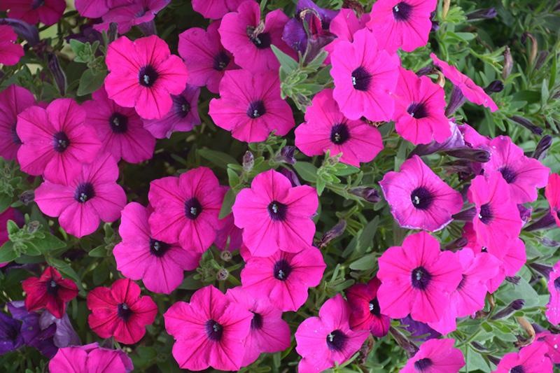 Petunia Dekko Purple - View 3 from www redcrocus com