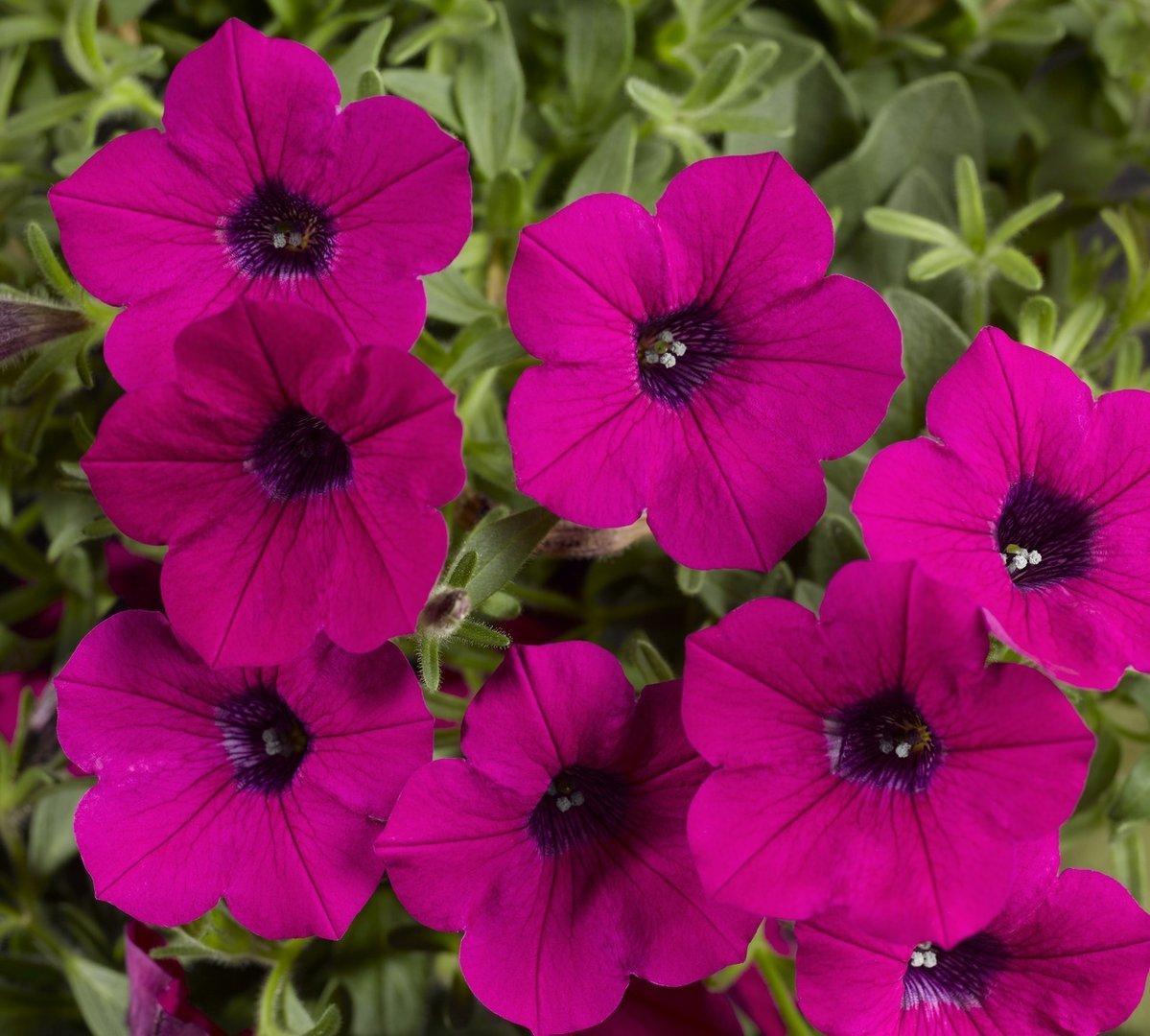 Petunia Dekko Purple - View 4 from www redcrocus com