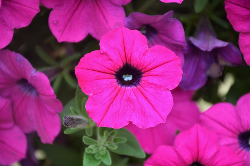 Petunia Dekko Purple - View 5 from www redcrocus com