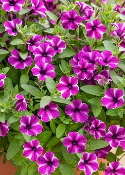 Petunia Dekko Purple - View 6 from www redcrocus com