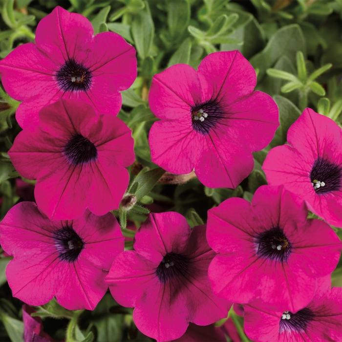 Petunia Dekko Purple - View 7 from www redcrocus com