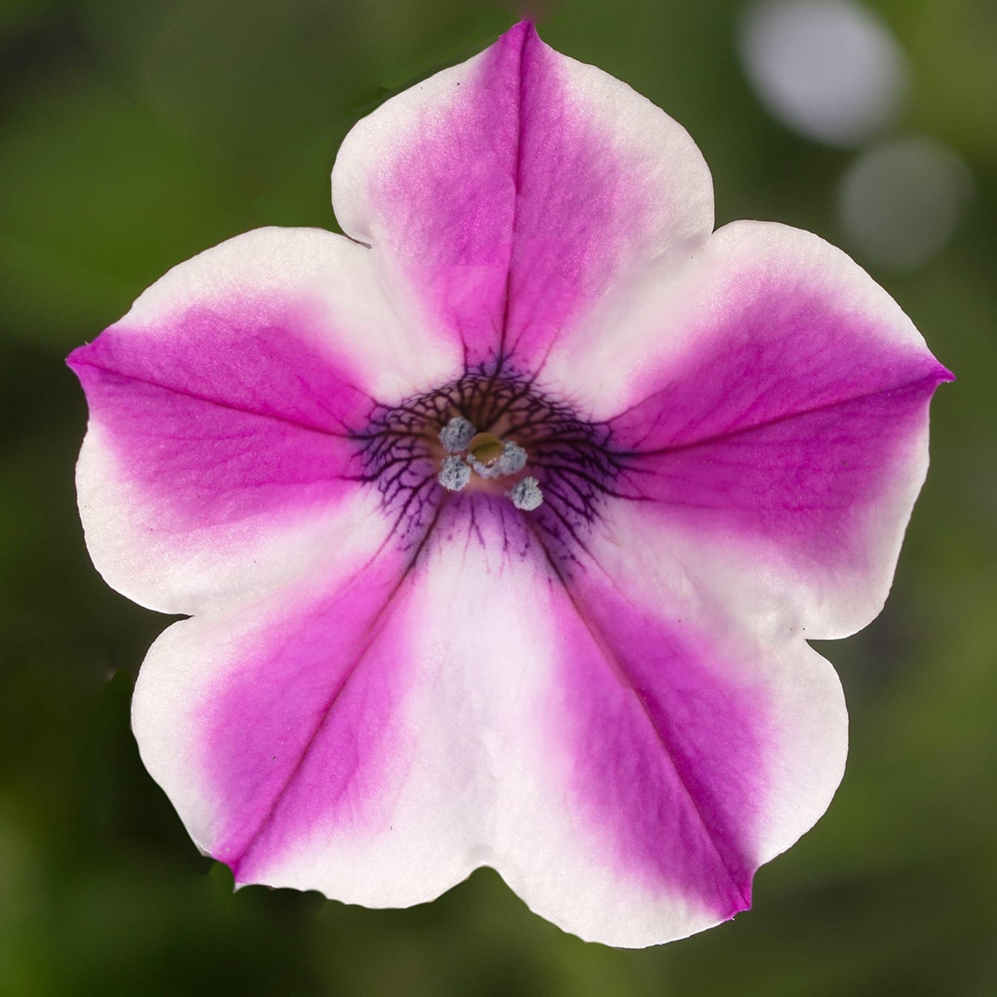 Petunia Dekko Purple - View 8 from www redcrocus com
