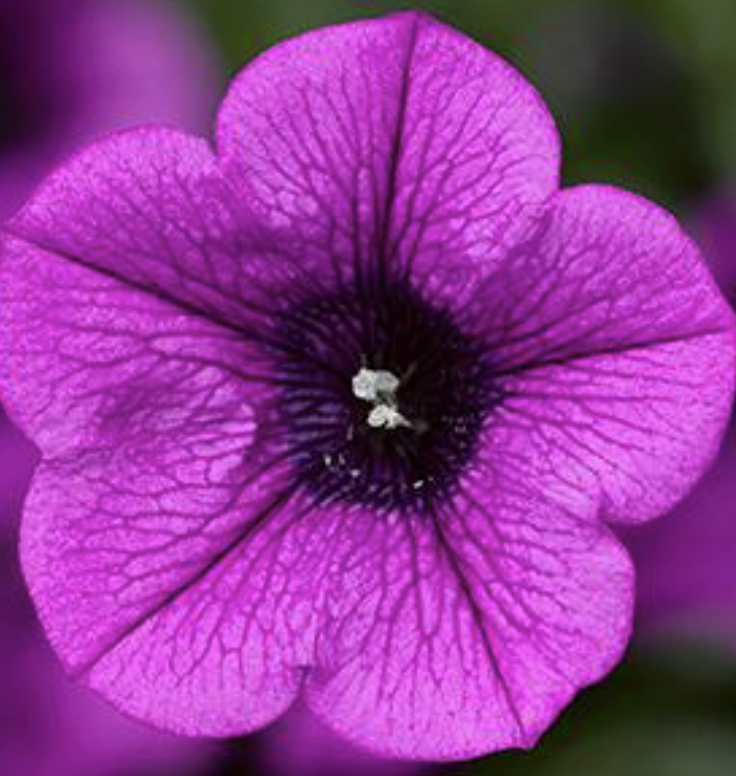 Petunia Dekko Purple - View 9 from www redcrocus com
