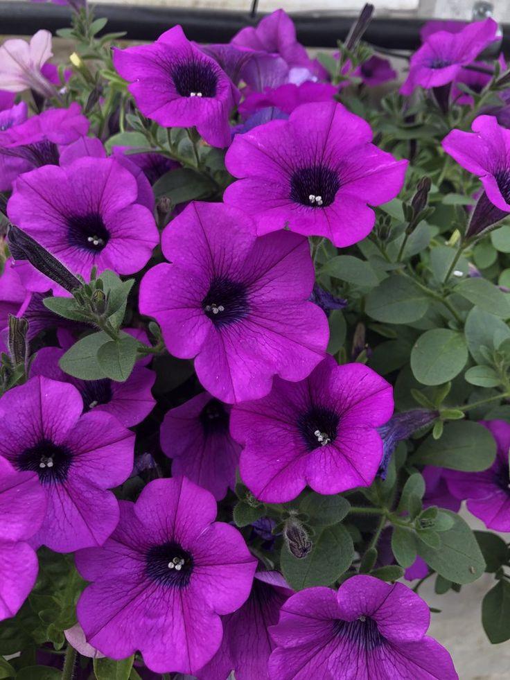 Petunia Dekko Purple - View 9 from www redcrocus com