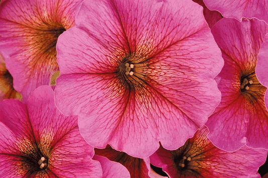 Petchoa Enviva Pink - View 10 from www redcrocus com