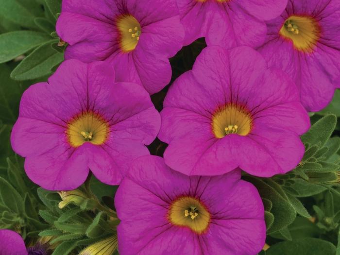 Petchoa Enviva Pink - View 12 from www redcrocus com