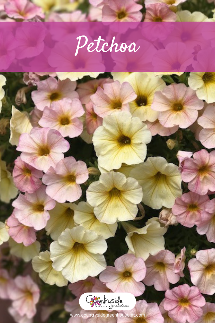 Petchoa Enviva Pink - View 14 from www redcrocus com