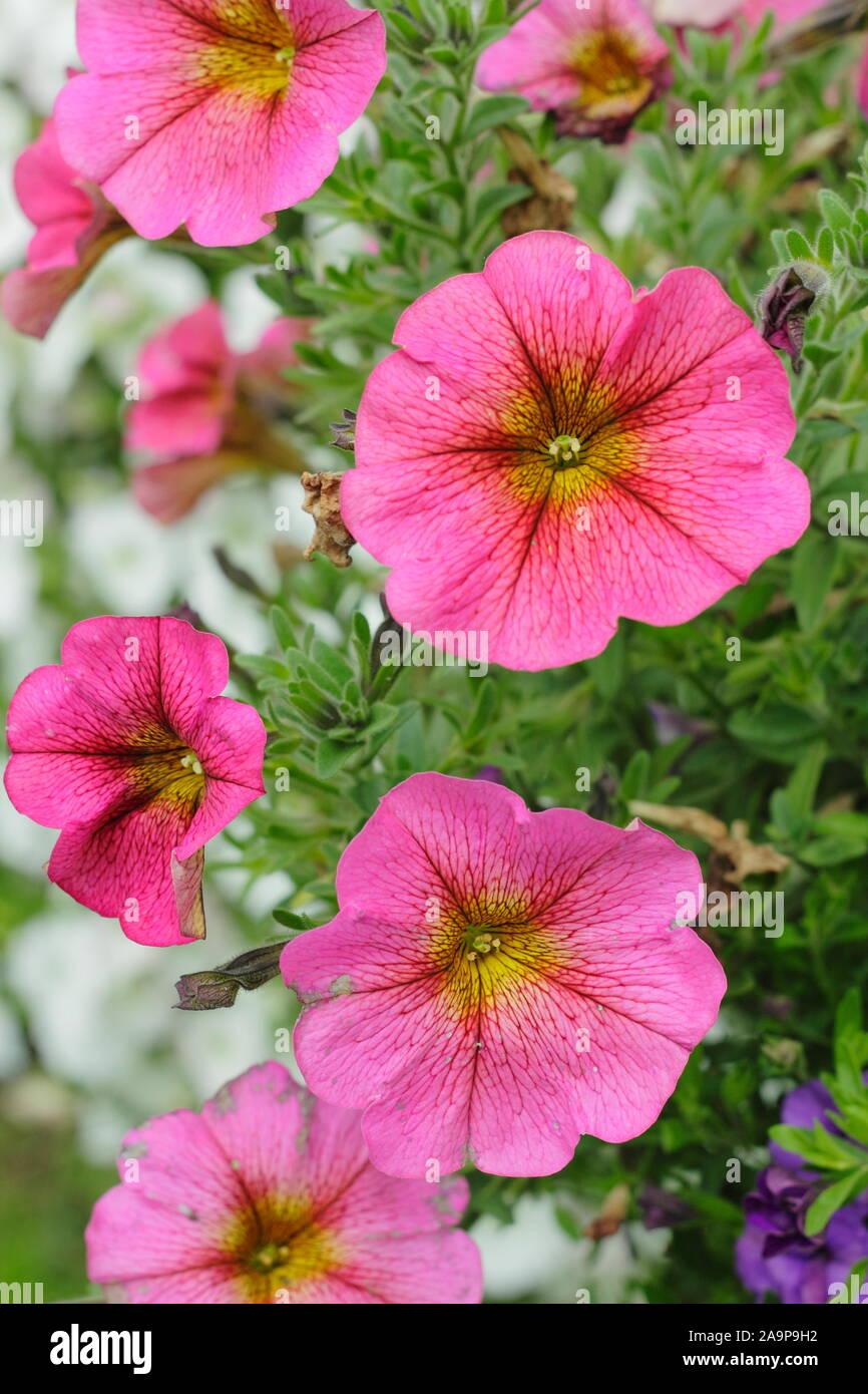 Petchoa Enviva Pink - View 15 from www redcrocus com