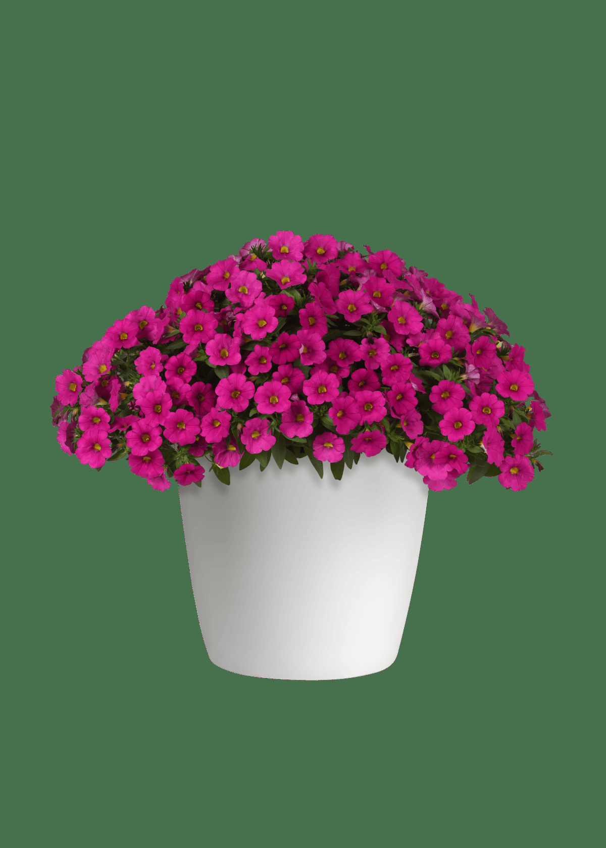 Petchoa Enviva Pink - View 4 from www redcrocus com
