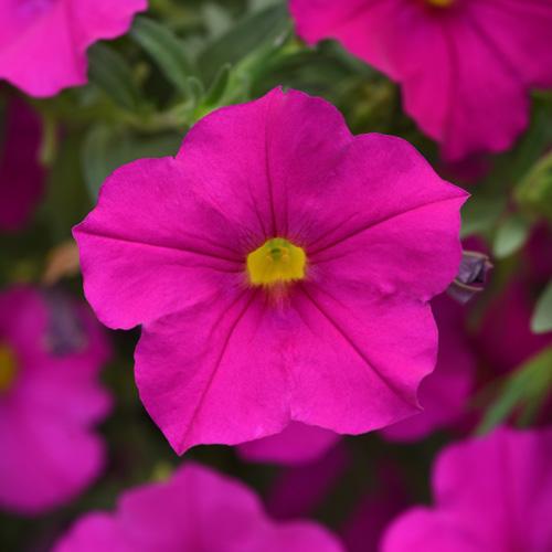 Petchoa Enviva Pink - View 6 from www redcrocus com