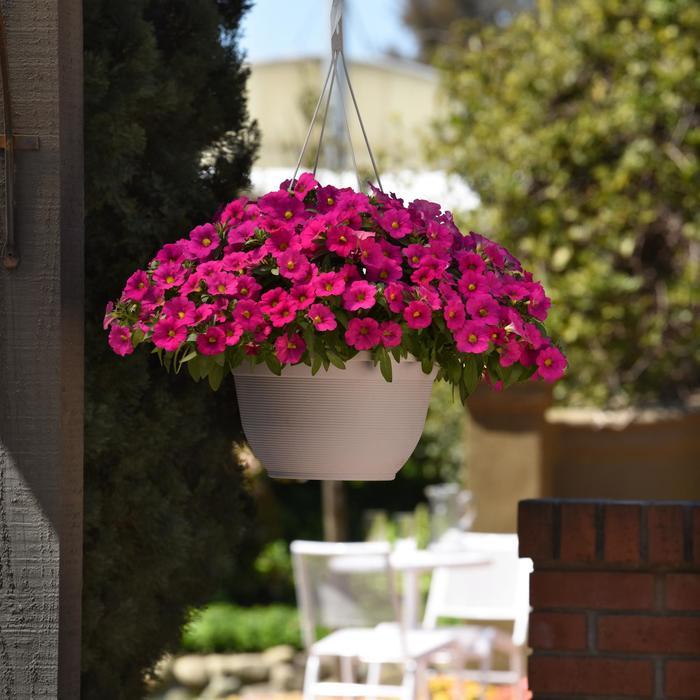 Petchoa Enviva Pink - View 7 from www redcrocus com