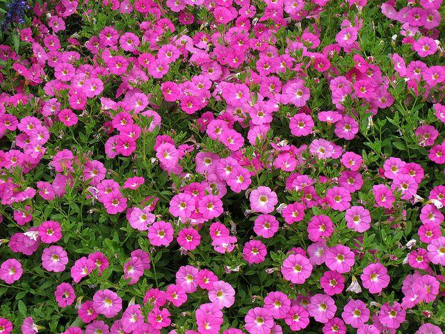 Petchoa Enviva Pink - View 9 from www redcrocus com