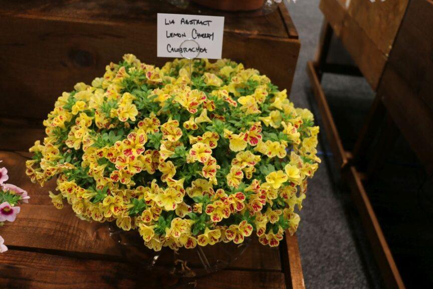 Calibrachoa 'lia Cranberry' - View 10 from www redcrocus com