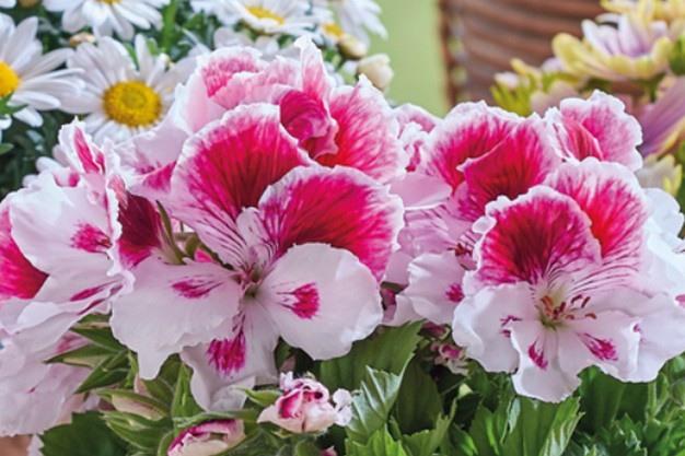 Calibrachoa 'lia Cranberry' - View 12 from www redcrocus com
