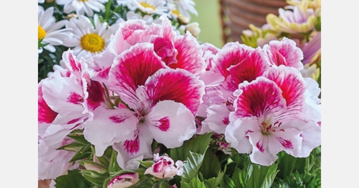 Calibrachoa 'lia Cranberry' - View 13 from www redcrocus com