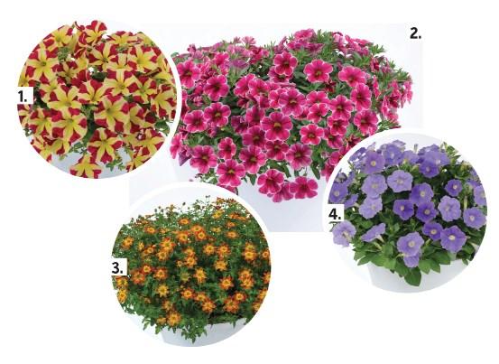 Calibrachoa 'lia Cranberry' - View 14 from www redcrocus com