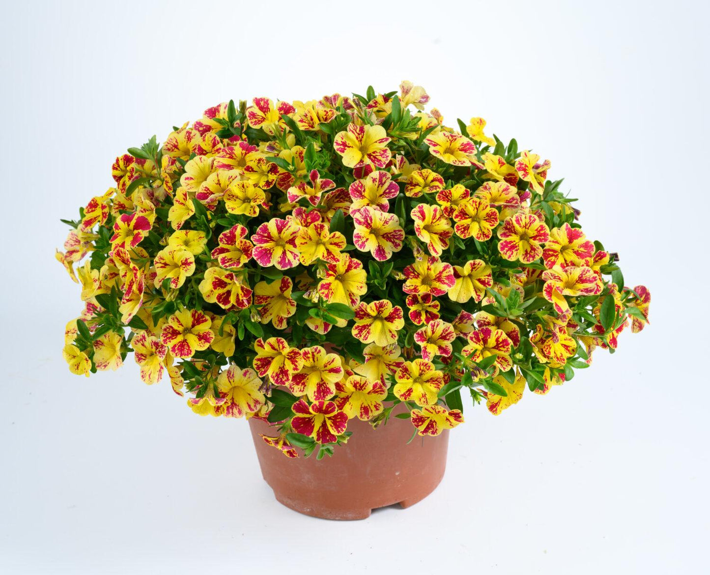 Calibrachoa 'lia Cranberry' - View 16 from www redcrocus com