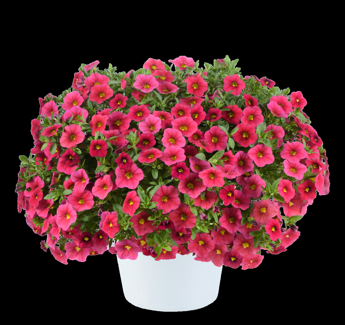 Calibrachoa 'lia Cranberry' - View 16 from www redcrocus com