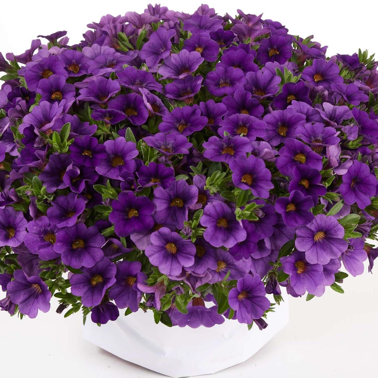 Calibrachoa 'lia Cranberry' - View 17 from www redcrocus com