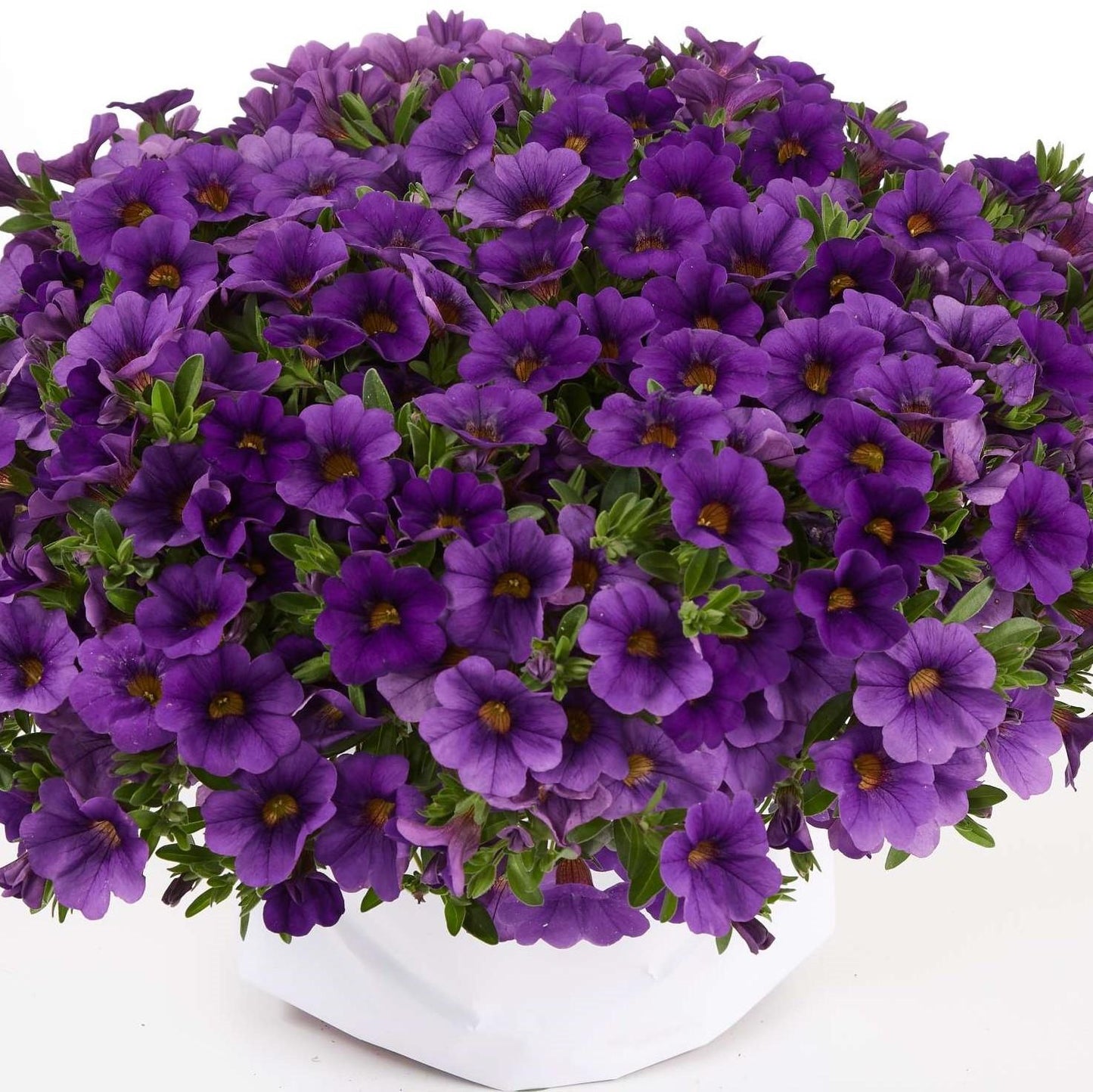 Calibrachoa 'lia Cranberry' - View 18 from www redcrocus com