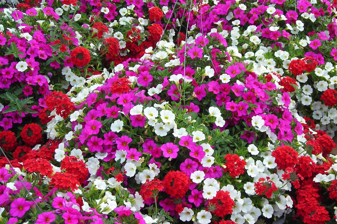 Calibrachoa 'lia Cranberry' - View 19 from www redcrocus com