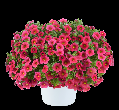 Calibrachoa 'lia Cranberry' - View 1 from www redcrocus com