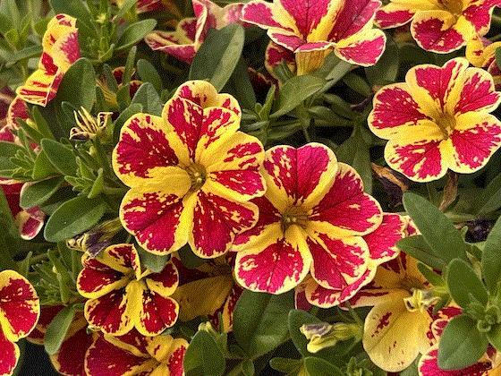 Calibrachoa 'lia Cranberry' - View 20 from www redcrocus com