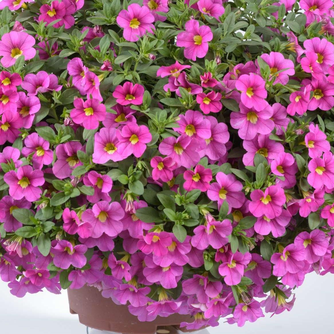Calibrachoa 'lia Cranberry' - View 21 from www redcrocus com