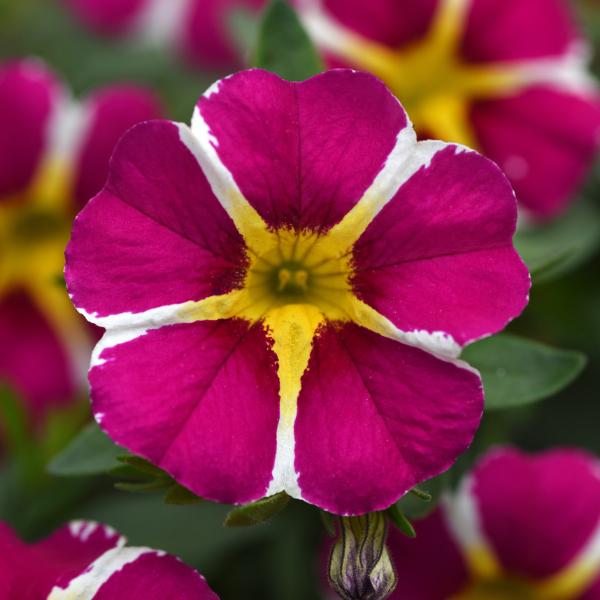 Calibrachoa 'lia Cranberry' - View 22 from www redcrocus com