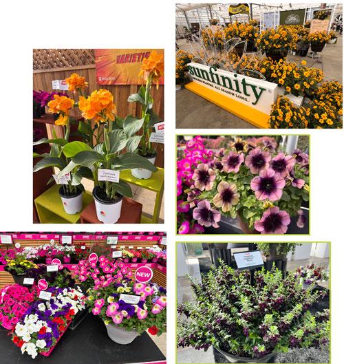 Calibrachoa 'lia Cranberry' - View 23 from www redcrocus com