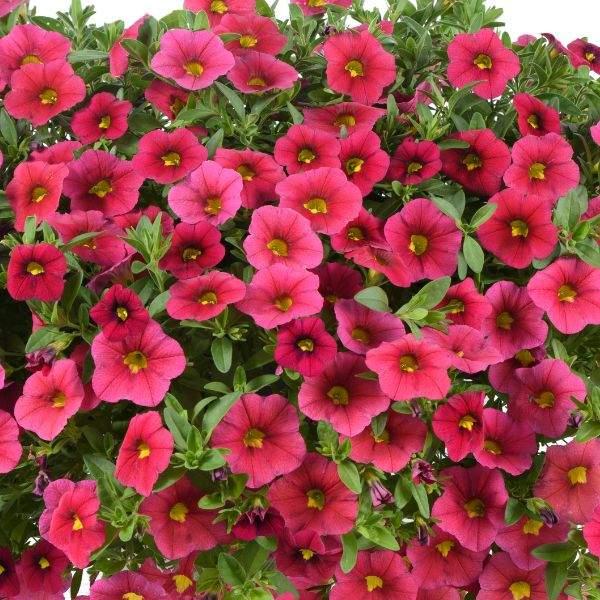 Calibrachoa 'lia Cranberry' - View 2 from www redcrocus com