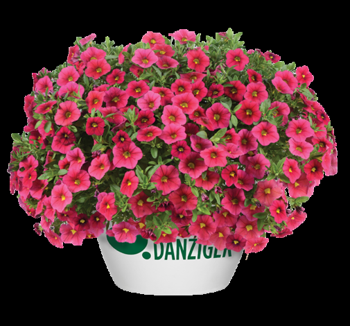 Calibrachoa 'lia Cranberry' - View 3 from www redcrocus com