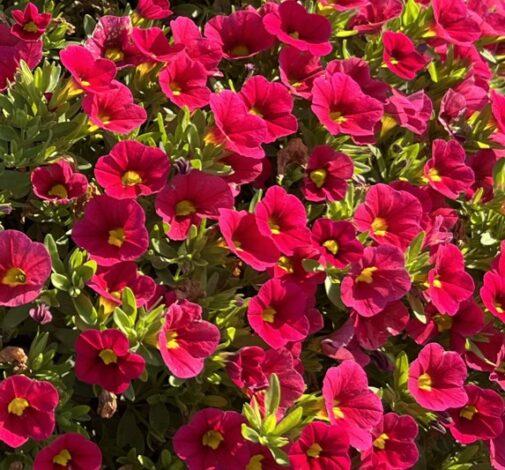 Calibrachoa 'lia Cranberry' - View 4 from www redcrocus com