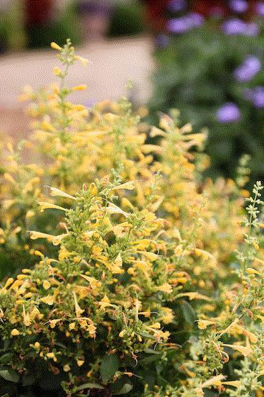 Calibrachoa 'lia Cranberry' - View 5 from www redcrocus com