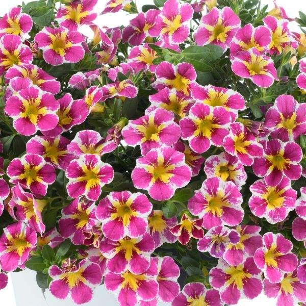 Calibrachoa 'lia Cranberry' - View 6 from www redcrocus com